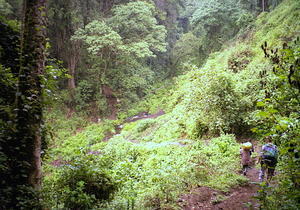 Forest under Mt. Meru