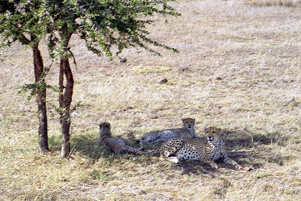 Cheetah family