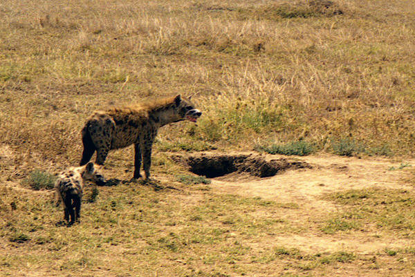 Hyena and a cub