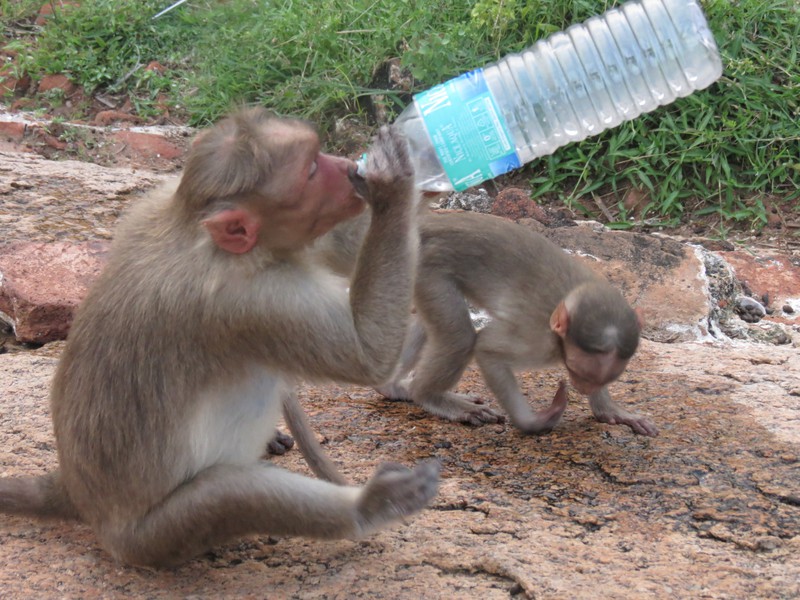 Monkey stole our water..