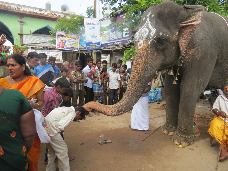 Yvi got blessed by an Elephant!!!