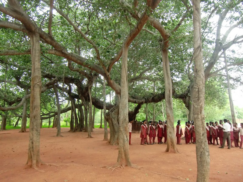 Banjan Tree - Look at it!!!!