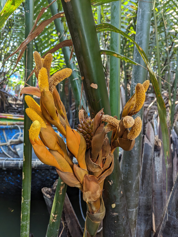Fleur de noix de coco aquatique 