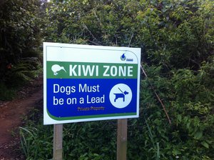 On cherche mais toujours pas vu de kiwi