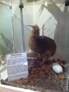 Taupo Muséum, enfin nous avons pu entendre et voir un vrai kiwi mais s'il était empaillé !