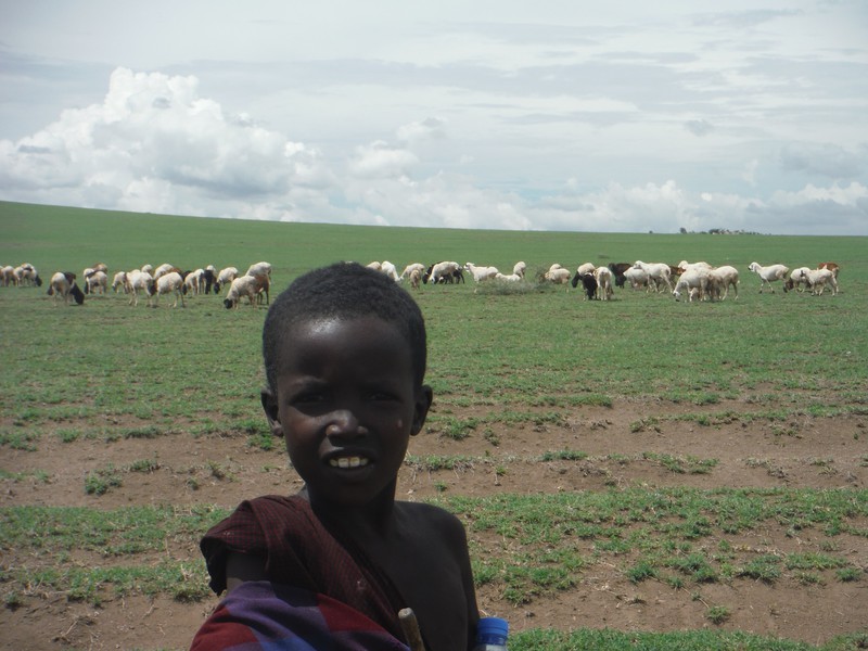 Massai boy tending the flock