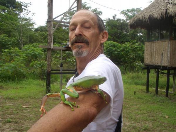 the sapo frog of the matse-indians