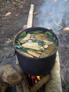cooking ayahuasca