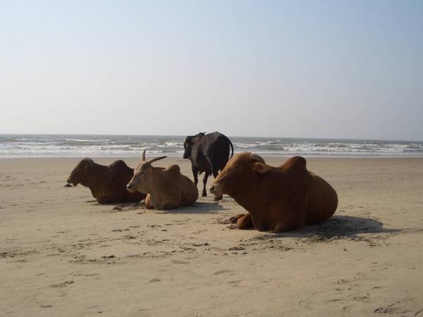 holy cows enjoying the beach