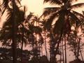 palmtrees at sunset