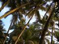 palmtrees - feel good perspective