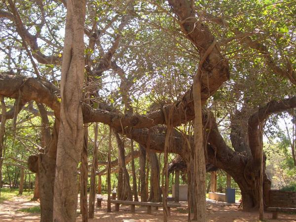 ancient banyan-tree
