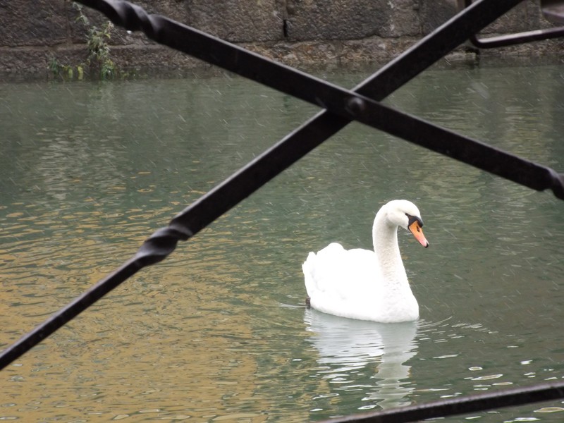 the famous Swans of Annecy