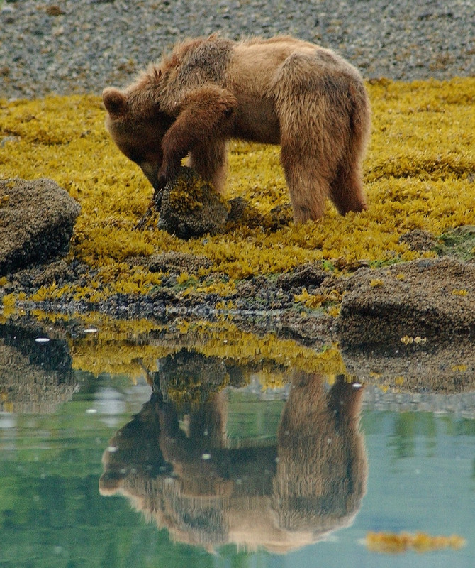 Brown Bear, Alaska