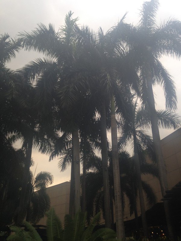 Palm trees = My Paradise