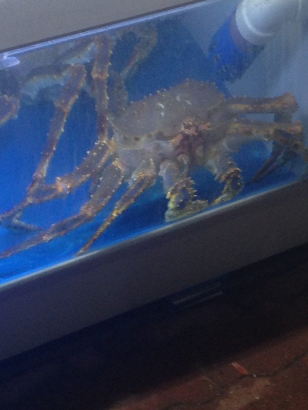 One of the largest crabs I have ever seen...