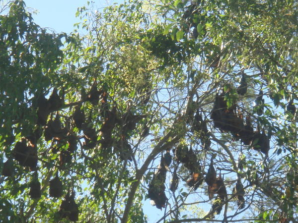 bats. lots of bats