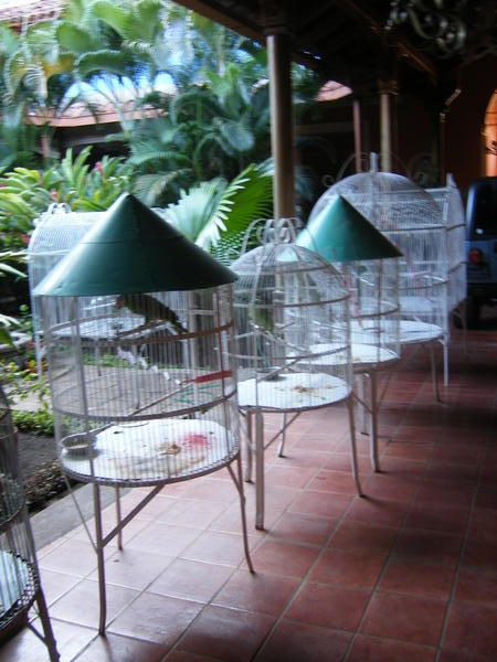 Parrots at Villa Nadia