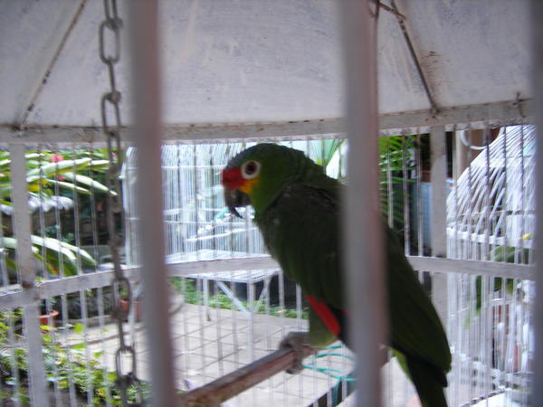 Parrots at Villa Nadia 2