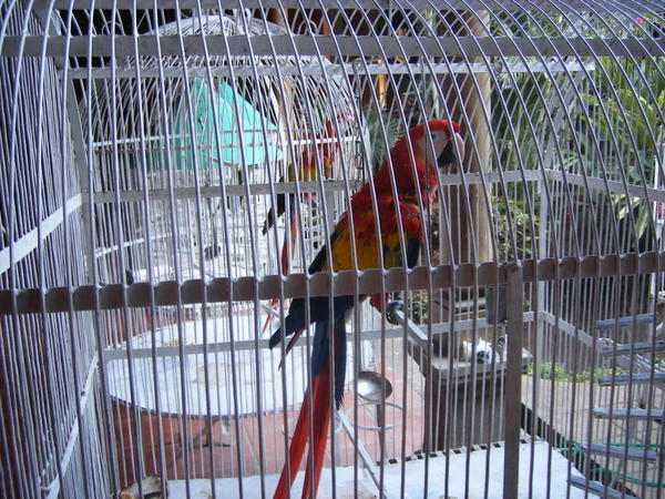 Parrots at Villa Nadia 3
