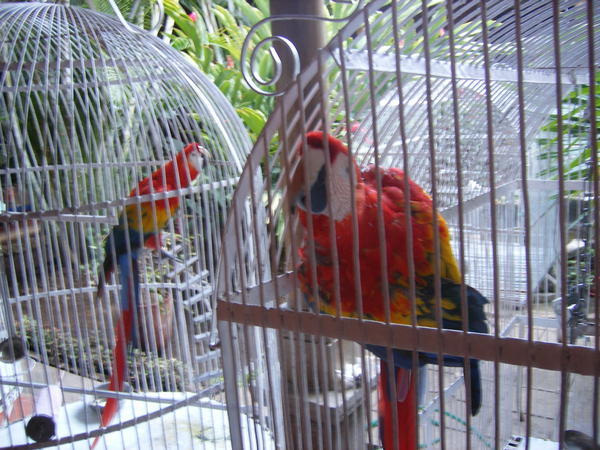 Parrots at Villa Nadia 5