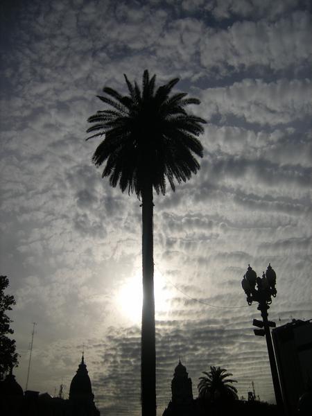 Palm Tree in Plaza de Mayo