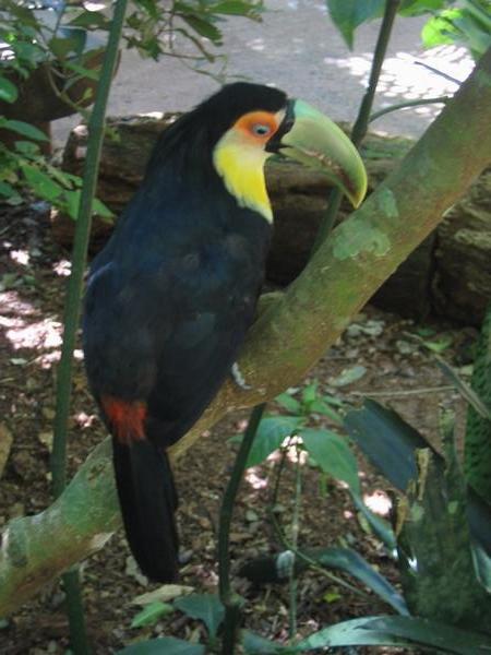 Another Toucan