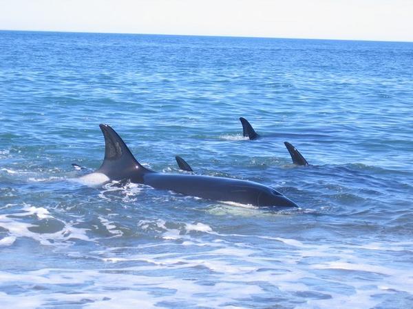 Group of Orca