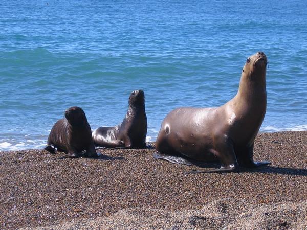 Sea lions on the beach