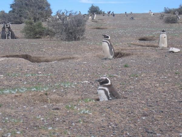 Penguin nests