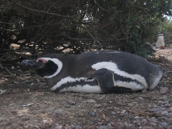 Penguin sleeping