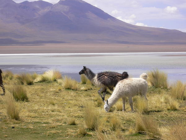 Lamas feeding