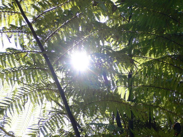 New Zealand Palm tree