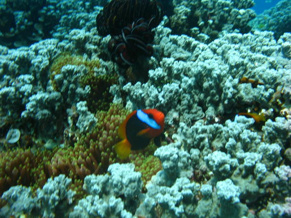 Found Nemo