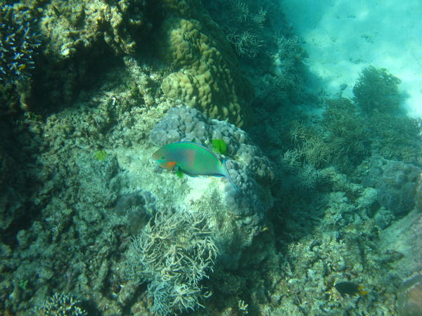 Tricolour Parrotfish