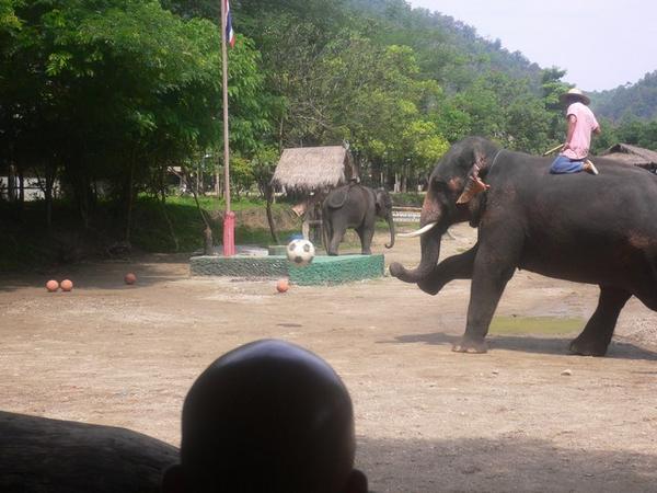 Elephant taking a penalty