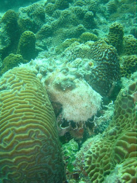 Sea cucumber amongst the coral