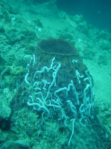 Sponge covered in sea worms
