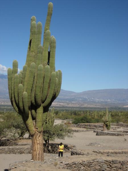 Cordon cactus