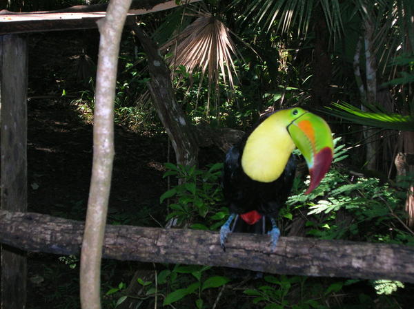 Our Friend the Toucan