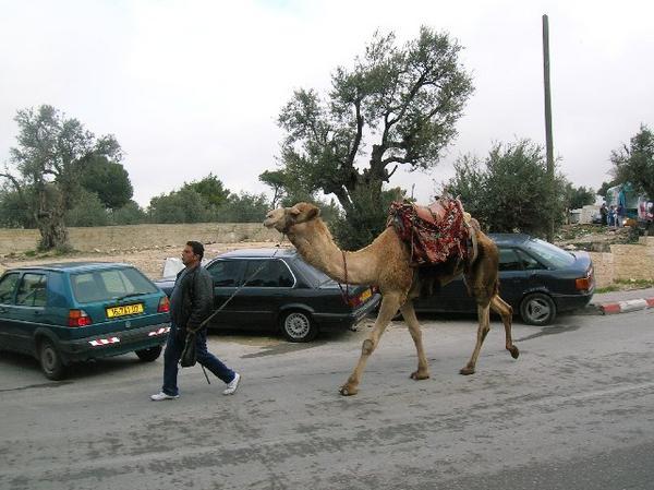 Camel anyone?
