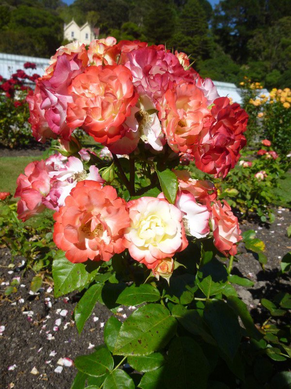 Lady Norwood Rose Garden (11)