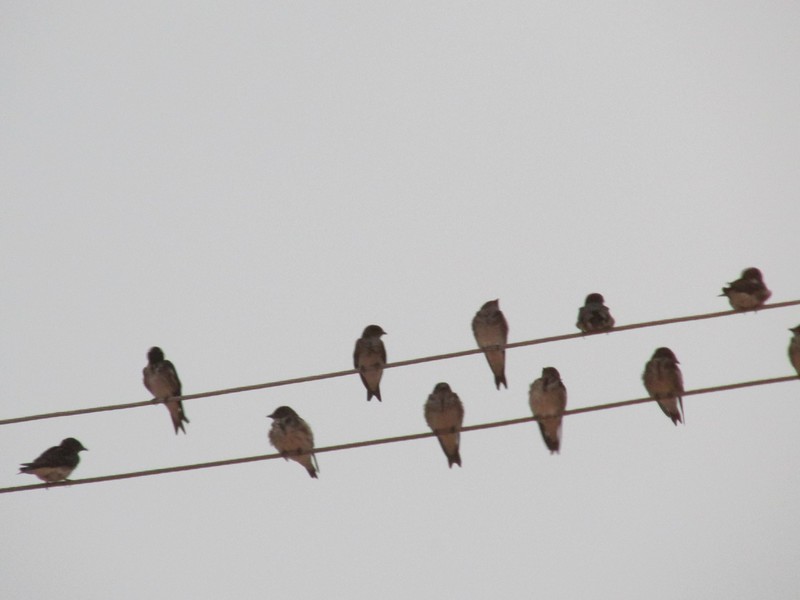 Noisy birds in town