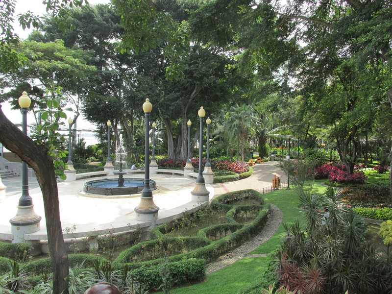 The tropical garden
