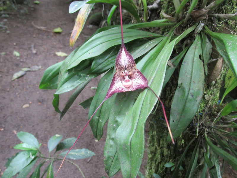 Monkey-faced orchid