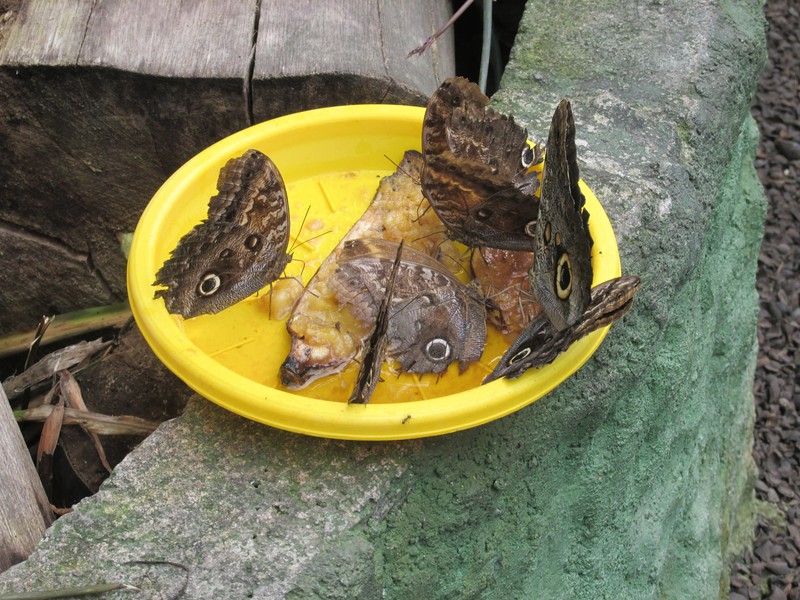 Butterflies eating bananas