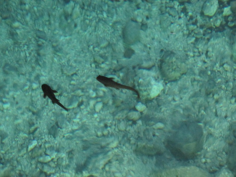 Fish in Cenote Samula