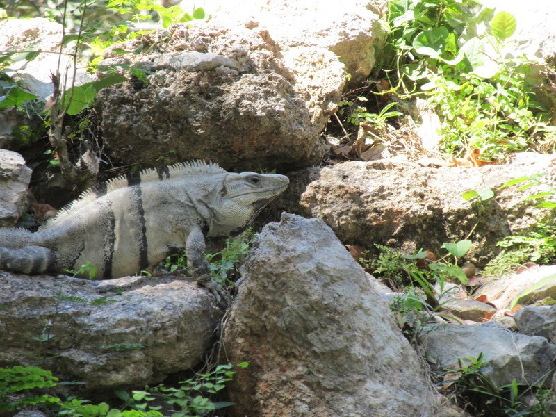 Lots of iguanas in Uxmal