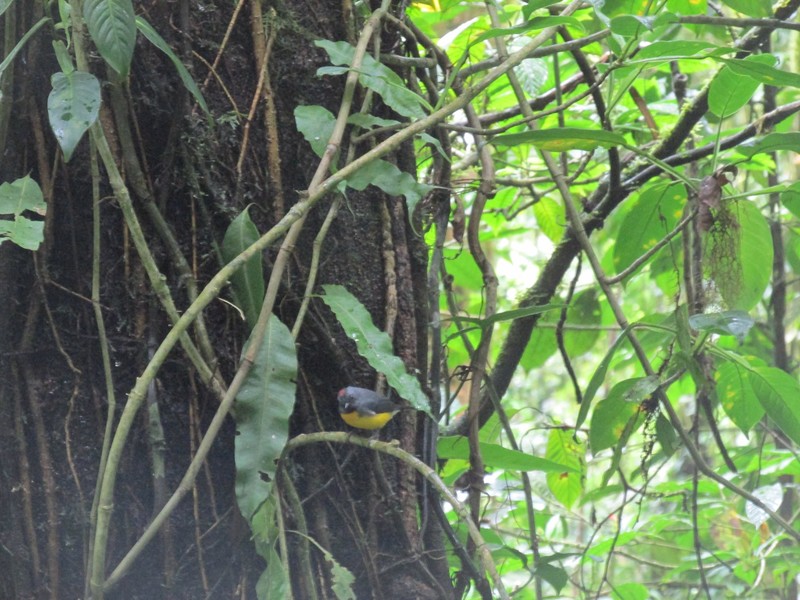 Monteverde Reserve Resident