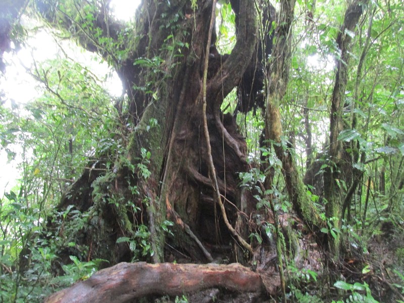 Old Tree in Cloud Forest